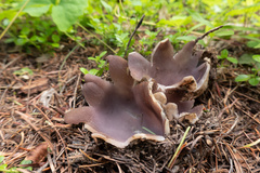 Sarcosphaera coronaria