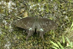 Papilio hermosanus