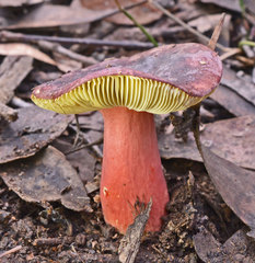 Russula purpureoflava