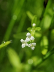 Galium trifidum columbianum