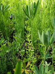 Galium trifidum columbianum