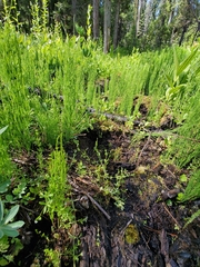 Galium trifidum columbianum