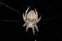 Araneus ventricosus