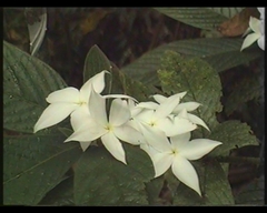 Atractocarpus hirtus