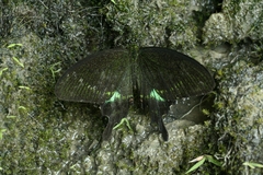 Papilio hermosanus