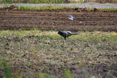 Phasianus versicolor
