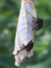 Aspidobyctiscus lacunipennis