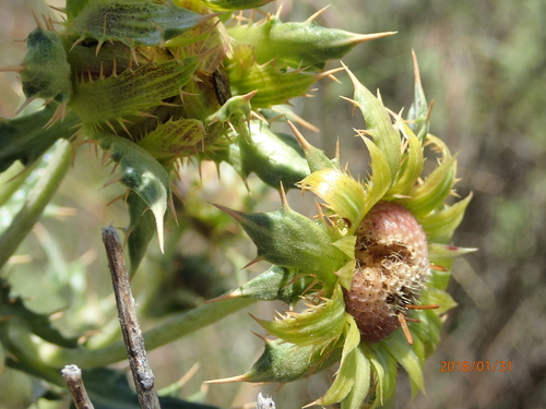 Berkheya cirsiifolia image