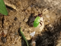 Adelphocoris vandalicus