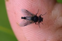 Symphoromyia