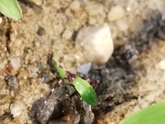 Adelphocoris vandalicus