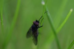 Symphoromyia