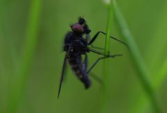 Symphoromyia