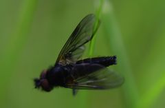 Symphoromyia