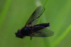 Symphoromyia