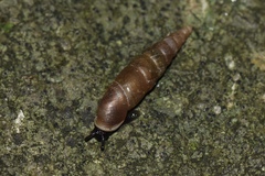 Euphaedusa aculus