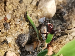 Adelphocoris vandalicus