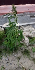 Cannabis sativa spontanea