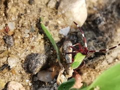Adelphocoris vandalicus