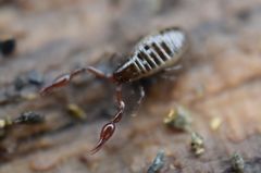 Halobisium occidentale