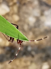 Adelphocoris vandalicus