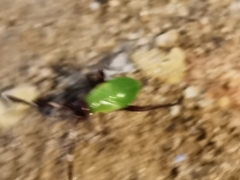 Adelphocoris vandalicus