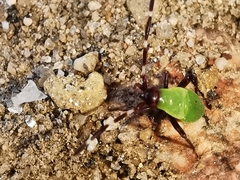 Adelphocoris vandalicus