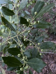 Ilex coriacea