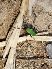 Adelphocoris vandalicus