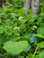 Circaea alpina pacifica