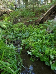 Circaea alpina pacifica