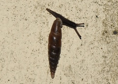 Euphaedusa aculus