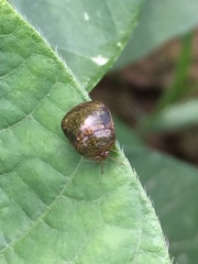 Megacopta punctatissima