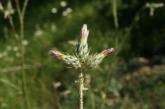 Carduus arabicus