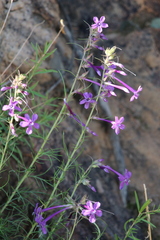 Ipomopsis thurberi
