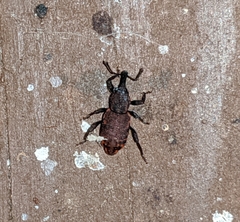 Steremnius carinatus