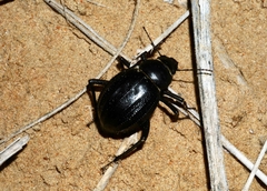 Pimelia arabica