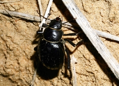 Pimelia arabica