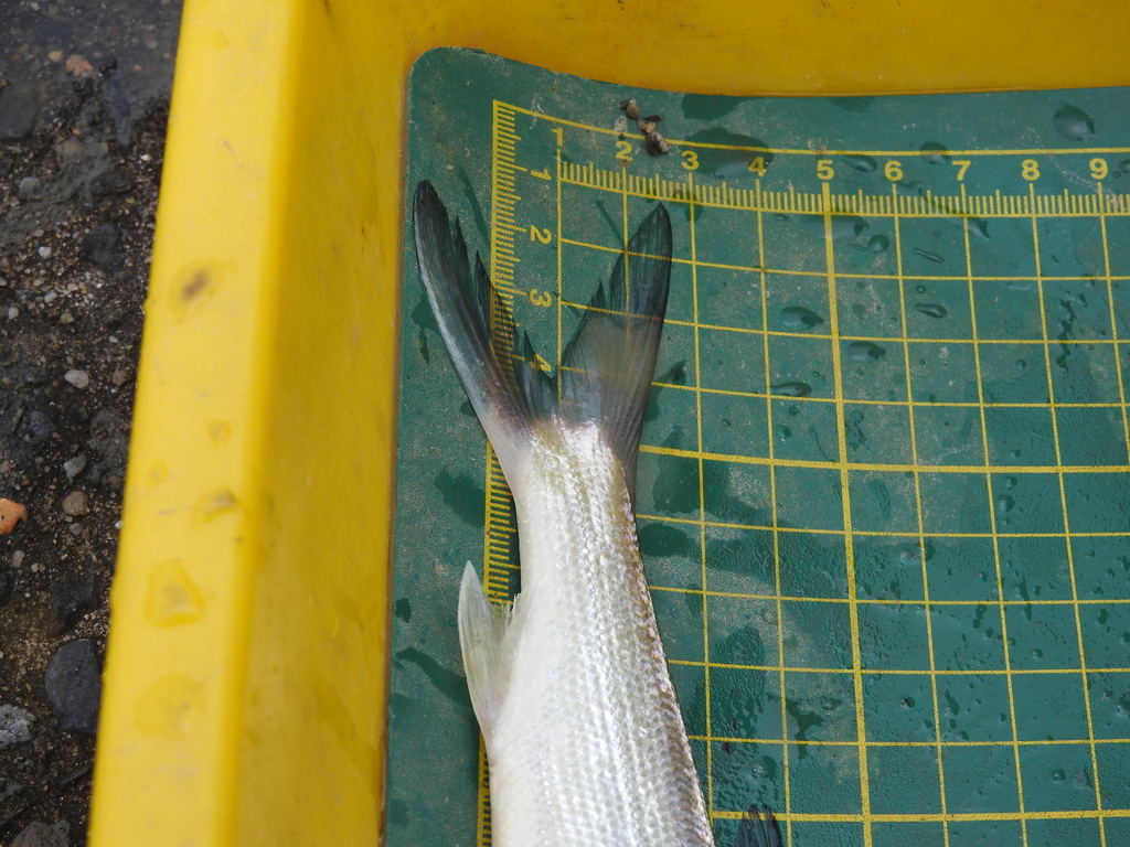 Hawaiian Ladyfish from 台灣台北 on May 7, 2020 at 1243 PM by ming110