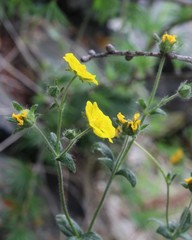 Potentilla evestita