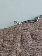 Dendrelaphis caudolineatus