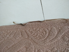 Dendrelaphis caudolineatus