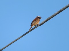 Emberiza cioides