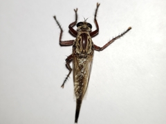 Proctacanthus gracilis