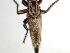 Proctacanthus gracilis