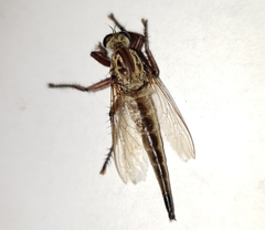 Proctacanthus gracilis