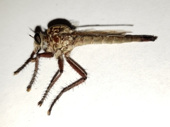 Proctacanthus gracilis