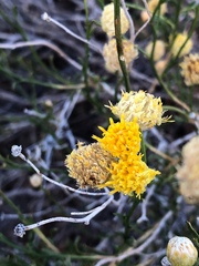 Acamptopappus sphaerocephalus
