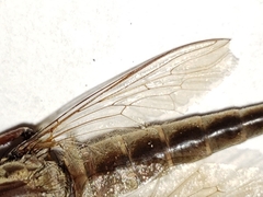 Proctacanthus gracilis