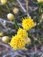 Acamptopappus sphaerocephalus